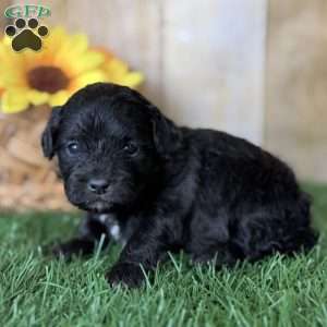 Cookie, Shih-Poo Puppy